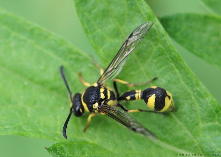 Eumenes sp. (Vespidae Eumeninae)